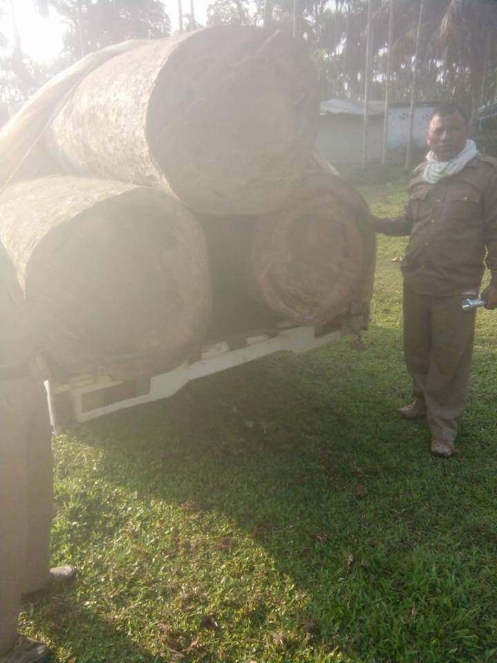 Illegal timber seized at Khatangpani, Digboi