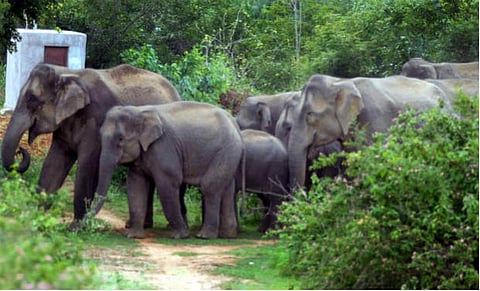 Neematighat tense following jumbo attack
