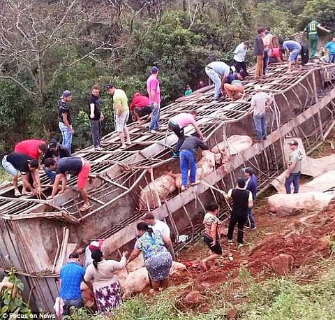 Pig-Laden Truck Meets with Accident at NH-39 Near Rangajan