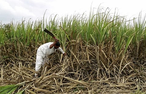 Sugar Mills Worry Over Surplus, Talk of ‘Industry Collapse’