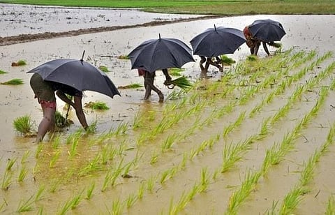 Over 76 lakh tonne paddy procured in Punjab