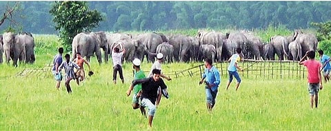 Man-elephant conflict continues unabated in Udalguri