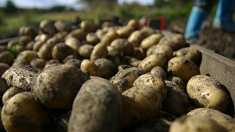 Syndicates Trying to Raise Ugly Heads, Admits Phani Bhushan Choudhury