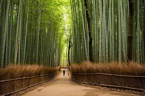 Kaziranga National Bamboo Park to be Opened on October 14