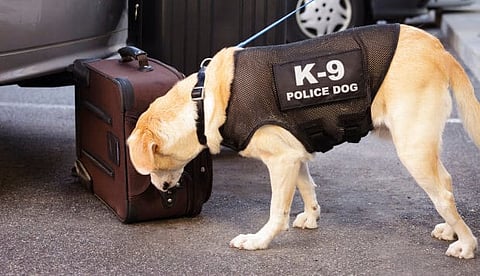Sniffer dogs or "robot nose", which one would you prefer!