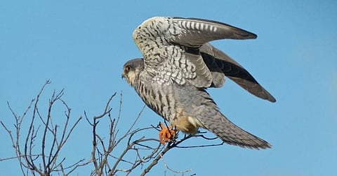 Nagaland: Satellite -Tagged Amur Falcon 'Longleng' Alive
