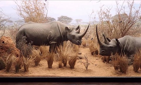 Hominins not Behind Extinction of Giant African Mammals
