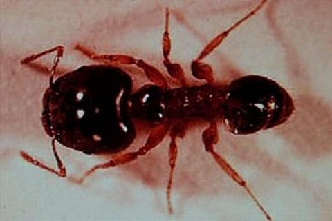 Australia Eradicates Invasive Ants from World Heritage Island