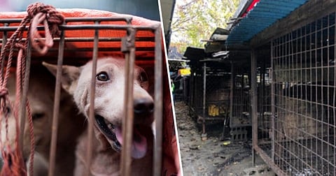 Largest Dog Meat Slaughterhouse in South Korea Shuts Down