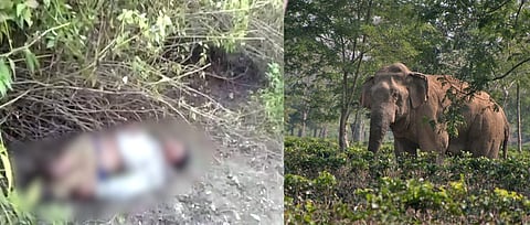 Man Vs Wild : One trampled to death by Tusker in Duliajan