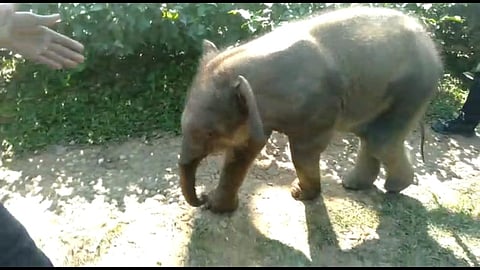 Elephant calf rescued by locals at Tezpur