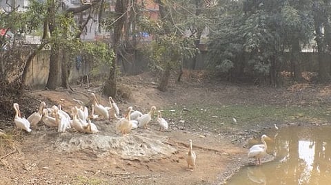 Amid rapid urbanisation, Guwahati safely havens fauna species