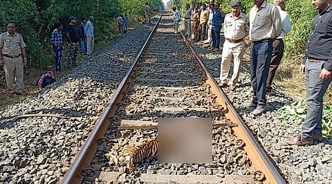 Tiger Cubs Crushed by Train in Maharashtra