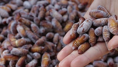 Awareness programme for Eri farmers held in Shillong