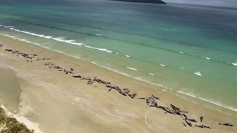51 Whales dies in New Zealand: Second Incident in a Row