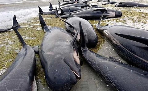 Mass Stranding of Whales in New Zealand Beach; At Least 145 Whales Dead
