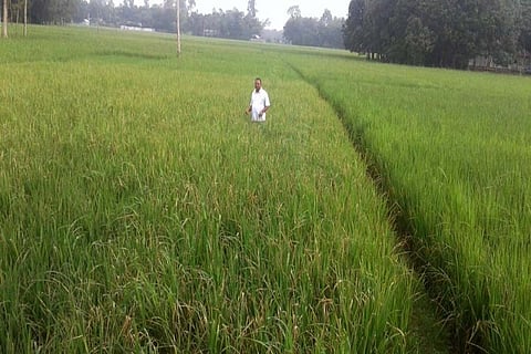 Pests attack paddy fields in Tripura, farmers seek immediate preventive measures