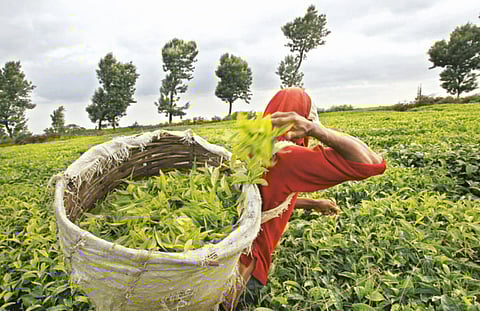 India targets world’s biggest tea market in China
