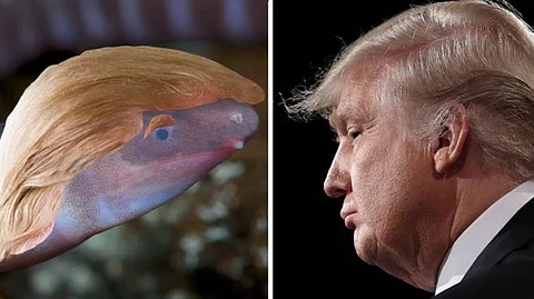 Blind Amphibian Named After Donald Trump