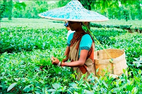 Assam Branch Indian Tea Association (ABITA) organizes medical camp in Dibrugarh
