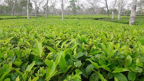 Tea garden owners depriving workers of daily wage: Assam Tea Tribes Students’ Association