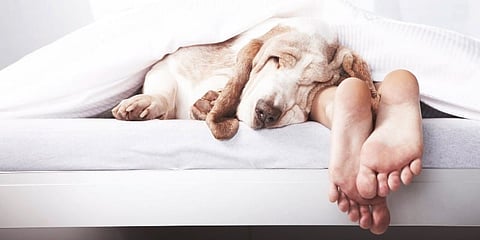 Shocking Fact: Women Get Better Sleep With Dogs Than Partners Reveals Study