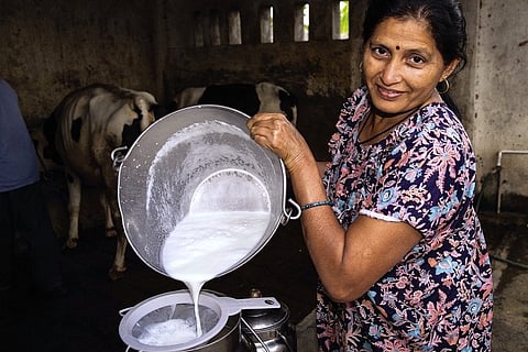Sundarbans Women Lead the Way in Making Dairy Farms Organic