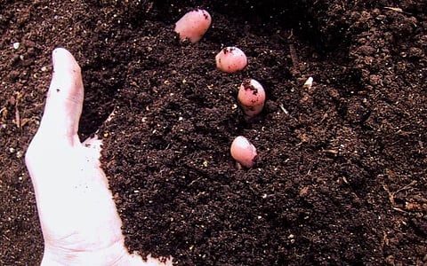 Let’s Care and Maintain Our Soil Health