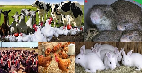 Meghalaya Veterinary Services Association General Body Meeting Held