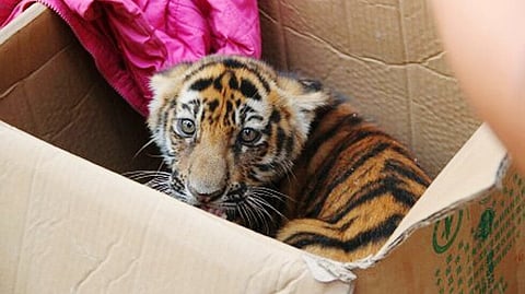 Tiger cubs rescued by villagers in Sivasagar