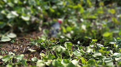 Decomposed Body recovered in Karimganj, Identity not Ascertained