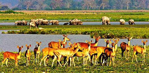 Good news for the Kaziranga wildlife as SC orders eco-sensitive zone up to 10 km