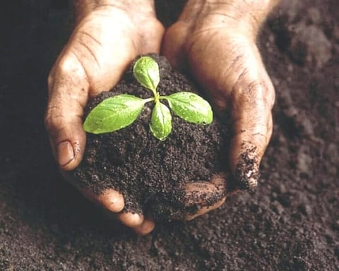 Let’s Care and Maintain Our Soil Health