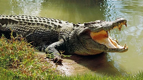 Crocodile attacks man at Kali river near Dandeli, Man declared out of danger