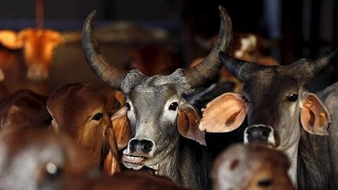 Missing oxen? Approach Dawki Police Station