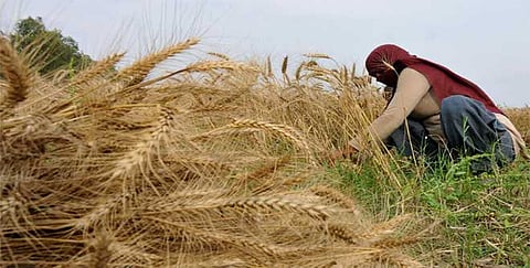 Price of paddy in open market increases as FCI starts procurement