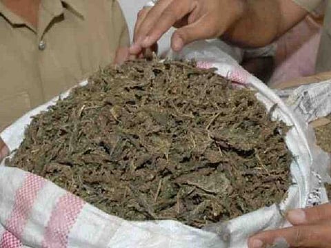 Woman Caught For Supplying Cannabis At Sijubari