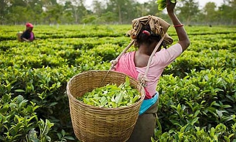 Tea production down 6.5% during November in 2018