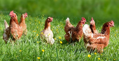 Gene modified chickens offer hope for cheaper drugs