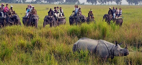 Wildlife NGOs and activists plea to give Kaziranga respite from human pressure