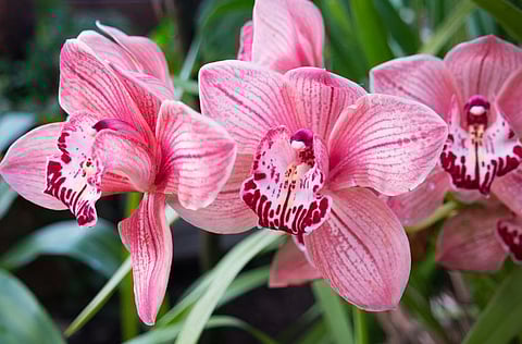 Rare orchids found in Arunachal Poba Reserved Forest
