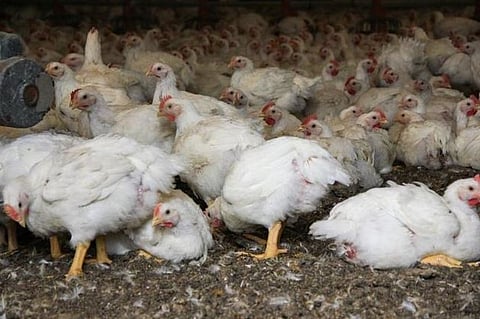 Fish, meat and poultry items to be sold twice a week across Dima Hasao
