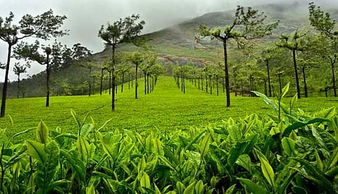 Tea Board To Launch Mobile App To Monitor Quality Of Green Leaf