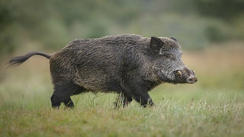 Wild boar kills 1, injures 3 in Indo-Bhutan border areas of Udalguri district