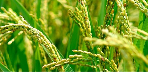 Seminar to boost agriculture held in Arunachal