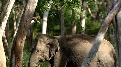 Wild jumbo creates havoc along the Indo-Bhutan border, one injured