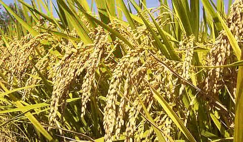 Paddy procurement at MSP kicks off in Hailakandi