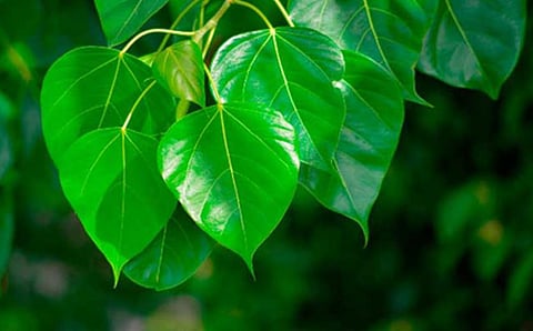 THE LAND QUALITY OF THE PLOT