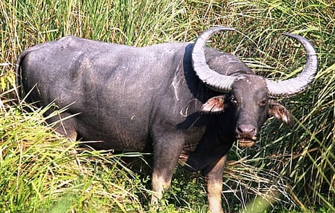 Wild Buffalo injured 3 people in Nagaon, One Critical