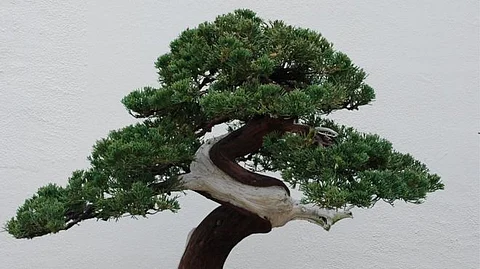 Japanese couple robbed of 400 year old bonsai tree